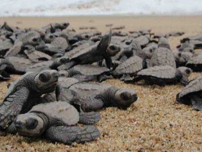 Cr&iacute;as de tortuga baula se dirigen al mar.