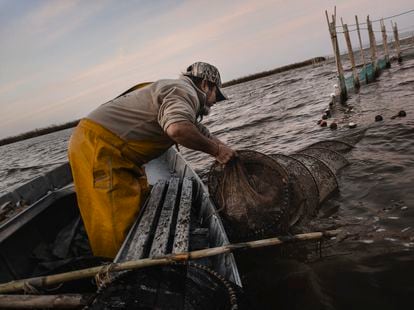 One of Javier Corso's photographs, about eel fishing.