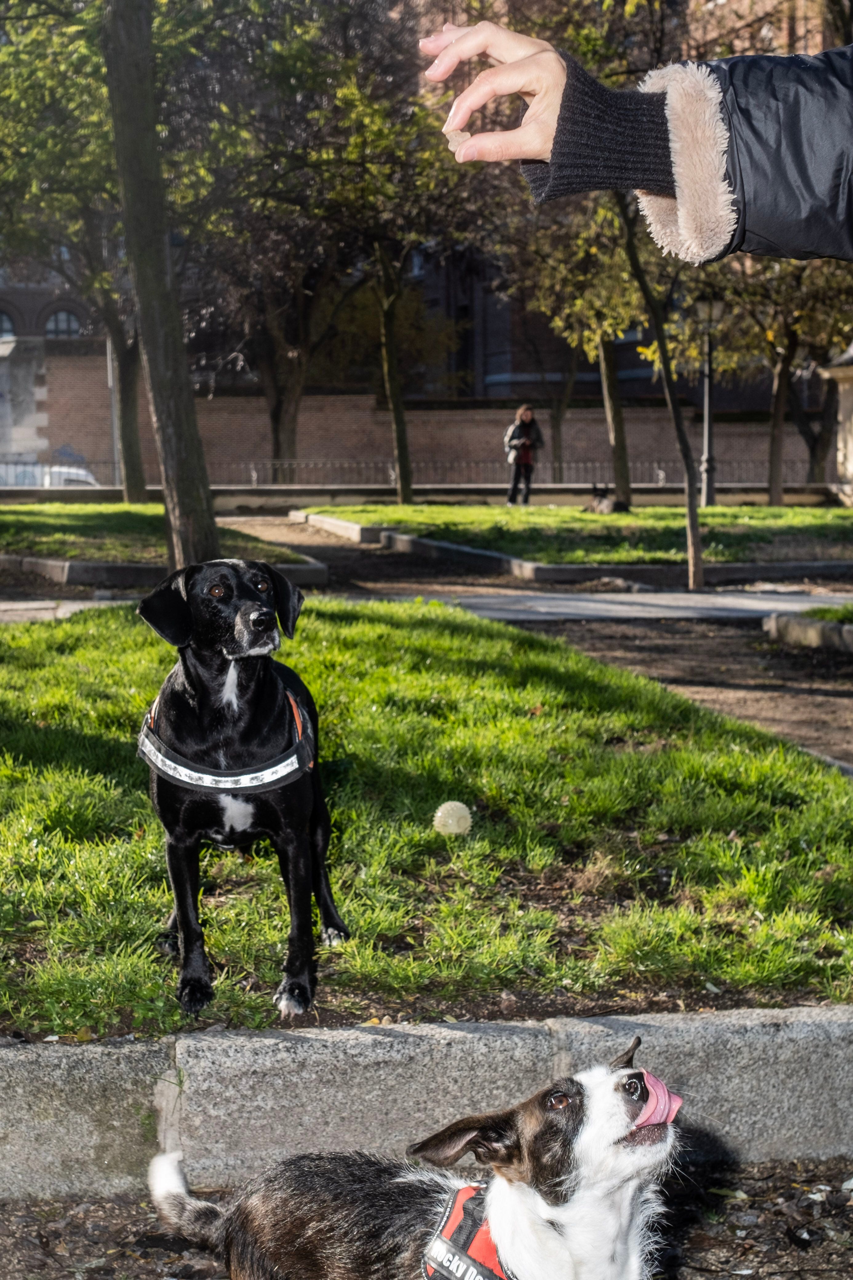 
Roche y Roma juegan con su dueña en el parque las Vistillas de La Latina.  