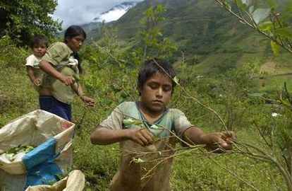 Un niño y una mujer recogen hojas de coca en la comunidad peruana de Santa Rosa, en el centro del país.