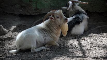 Dos ejemplares de cabras pigmeas en el zoológico de la ciudad de Chilpancingo, el pasado 31 de enero.