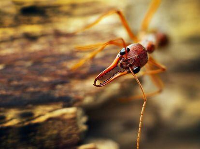 Un ejemplar de hormiga bulldog australiana, una de las mayores hormigas que existen.