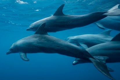 Un grupo de delfines nada en las costas de Mayotte,
