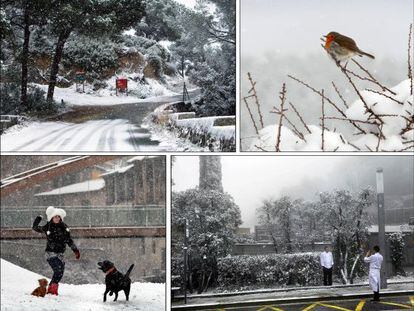 Cuatro imágenes de la nevada: Una carretera en Cambrils, un petirrojo en un bosque de Collserola, una chica jugando con su perro en Vic y dos cocineros fotografiándose en el Tibidabo.