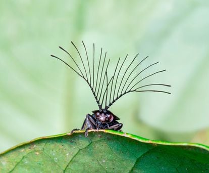 Esta fotografía llamada ‘Antenas y feromonas’ representa una luciérnaga macho del género 'Ethra' en el bosque atlántico de Brasil. La forma en abanico de sus antenas le ayuda a detectar a grandes distancias las feromonas sexuales de las hembras que se encuentran en el territorio.