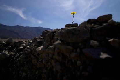 Floración silvestre junto a una carretera en Death Valley, California (Estados Unidos).