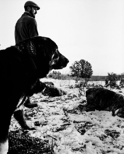 El joven ganadero, en un prado con dos de sus perros. Fernando le pone a sus mastines nombres curiosos como Pantera, Puigdemont o Extremeña. Mantiene con ellos una relación de afecto pero de calculada distancia, porque los mastines no deben vincularse demasiado a los humanos para que no se rompa su instinto de estar constantemente junto a las vacas.