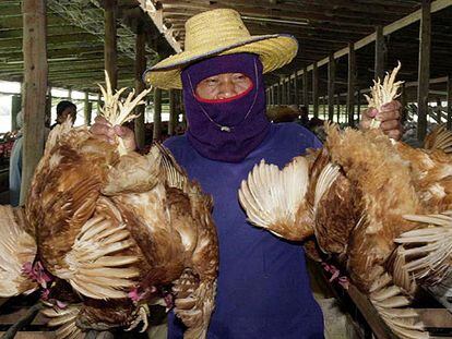 Limpieza de una granja en Tailandia en 2004 para evitar la transmisión de la gripe del pollo.