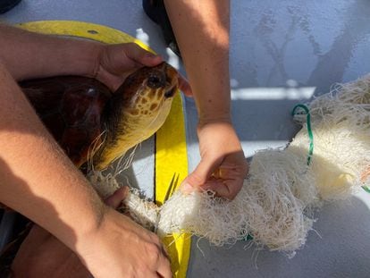 Una tortuga atrapada en una red de pesca.