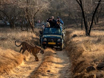 Un grupo de turistas fotografía a un tigre de bengala durante un safari en el Parque Nacional de Ranthambhore en Rajastán, India, en febrero de 2023