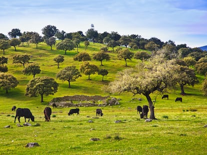 Una dehesa formada por encinas entre las localidades de Cáparra y Hervás, en la provincia de Cáceres.