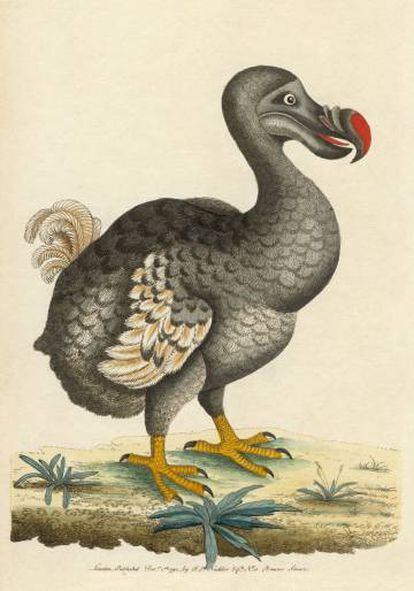 Ilustración de un dodo de 1792.