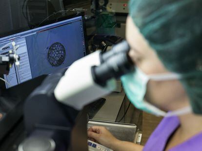 Una bióloga observa un embrión (visible en la pantalla trasera) por el microscopio en el laboratorio.