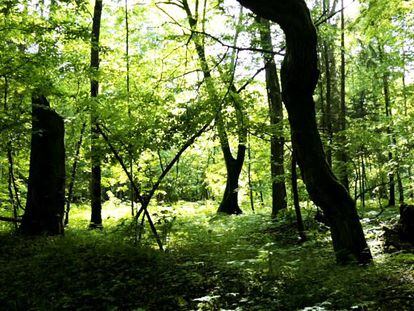 Bosque primitivo de Bialowieza (Polonia).