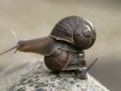 El caracol ‘Jeremy’ (arriba), con la espiral de su concha girada a la izquierda y ‘Theresa’ (abajo), con la espiral normal en los moluscos.