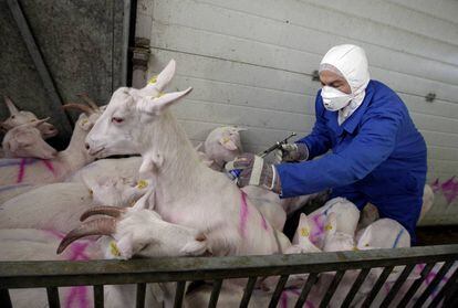 Una persona vacunando a las cabras contra la fiebre Q
