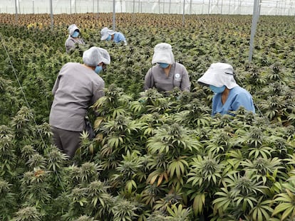 Trabajadoras cuidan plantas de cannabis en el vivero de la empresa Clever Leaves en Pesca, Boyacá (Colombia), el pasado 1 de julio.