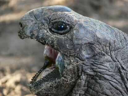 Las tortugas gigantes de la isla de Fregate se alimentan normalmente de hojas, tallos y flores.