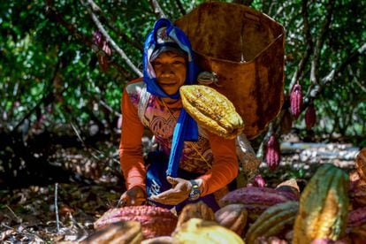 fruta de cacao en una plantación de cacao en Guerima, Colombia