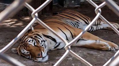 Uno de los tigres de bengala rescatados durante el operativo de la Fiscalía del Estado de México.