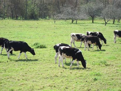 Vacas en una explotación ganadera asturiana.
