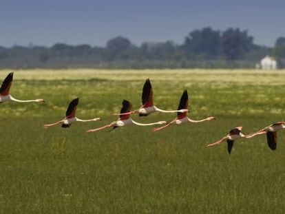 Flamencos en el parque de Do&ntilde;ana. 