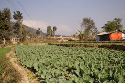 El inventor Pratap Thapa y otros expertos señalan la necesidad de progreso en el campo nepalí, empezando por el cambio de la agricultura de subsistencia a un modelo más comercial.