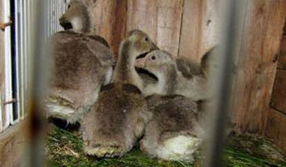 Más de 2,200 aves fueron recuperadas en la operación Cage