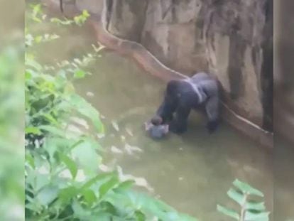 El gorila Harambe y el niño que cayó al foso.