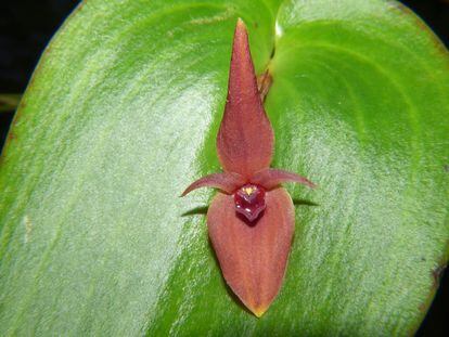 La nueve especie de orquídea, Pleurothallis villahermosae, descubierta en el volcán Nevado del Ruíz, Caldas (Colombia).