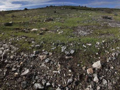 Una de las zonas repobladas por Aena entre 2009 y 2012 en el municipio de Torremocha de Jarama.