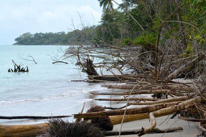 Los hábitats de agua dulce, los humedales, manglares, arrecifes de coral, tierras secas y subhúmedas y los bosques nublados, son especialmente vulnerables a los impactos del cambio climático.