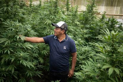 Buenaventura Opocué, productor de cannabis, revisa sus plantas en Toribío, Cauca, en julio de este año.