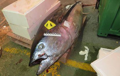 Uno de los atunes intervenidos en los registros de Mercamadrid.