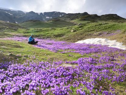 Senderista en una pradera cubierta de flores de croco.