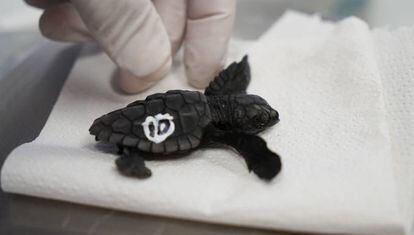 Una de las crías de Tortuga en el Oceanogràic.