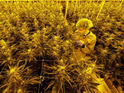 Plantas de marihuana en las instalaciones de la empresa Demecan, en Ebersbach, Alemania.