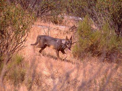 Lobo fotografiado en Sierra Morena en 2006. 