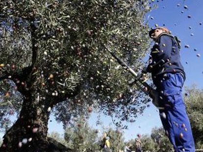 Un jornalero recoge aceitunas en la campiña sur cordobesa.