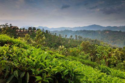 En realidad, no hace tanto tiempo que las tierras altas de Sri Lanka eran montañas cubiertas de selva, pero entonces llegaron los británicos con ganas de una buena taza de té. Deforestaron la selva y convirtieron las montañas en una gigantesca finca de té. Ahora, Sri Lanka es famoso en el mundo entero por ello y visitar una plantación de té es una experiencia inolvidable. El tren desde Ellla a Haputale nos permitirá ver docenas de plantaciones color verde esmeralda en unas pocas horas. Las factorías organizan circuitos para explicar el sistema de procesado, que prácticamente no han cambiado desde el siglo XIX. Vale la pena visitar el Museo del Té de Ceilán, cerca de Kandy, o algunas fábricas como las de Hundungoda Tea Estate, cerca de Kogala, o Pedro Tea Estate, cerca de Nuwara Eliya, fundada en 1885.