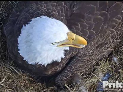 Harriet incubando en el nido tras el nacimiento del primer polluelo.