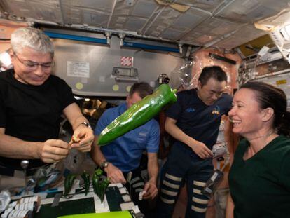 Un chile verde flotando mientras los miembros de la tripulación de la Expedición 66 realizan una prueba de sabor como parte de la investigación.