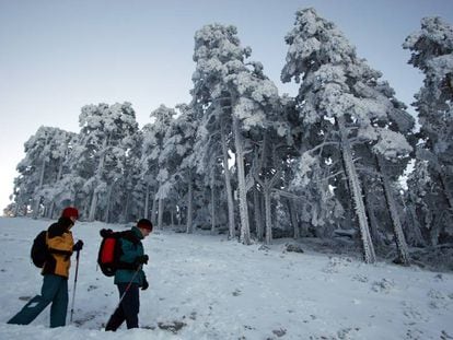 Excursionistas recorren con nieve en otoño el camino Schmidt, que une Cercedilla con Navacerrada, en la Sierra del Guadarrama.