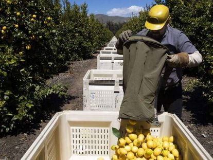 Temporeros recogen limones en los huertos de Samag Services, en California, donde crecen aguacates, naranjas y limones.