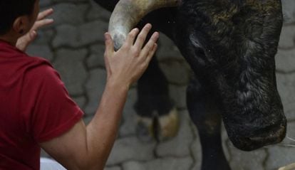 Detalle de un mozo que toca el cuerno de uno de los toros de Miura durante el último encierro de los sanfermines 2015.