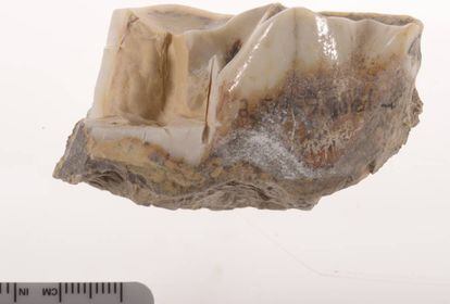 Este molar de un 'Stephanorhinus' conserva su reluciente esmalte despues de 1,7 millones de años.