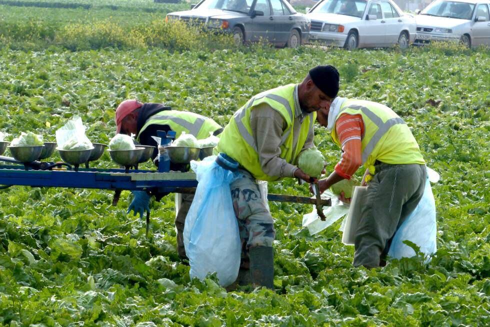 Jornaleros recogen lechugas en una explotación agraria de Murcia.