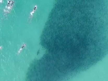 Un grupo de bañistas nada junto a un grupo de tiburones sin saberlo