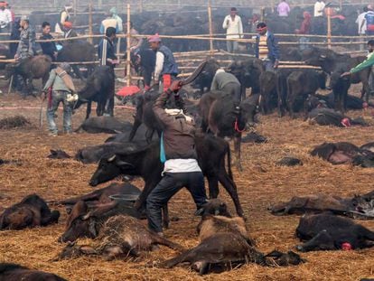 Un hombre trata de degollar a un búfalo en el Festival Gadhimai, en Bariyarpur (Nepal), este martes.