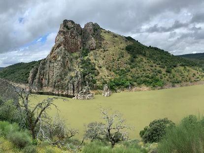 La planta invasora en la zona conocida como 'El Salto del gitano' del Parque Nacional de Monfragüe.